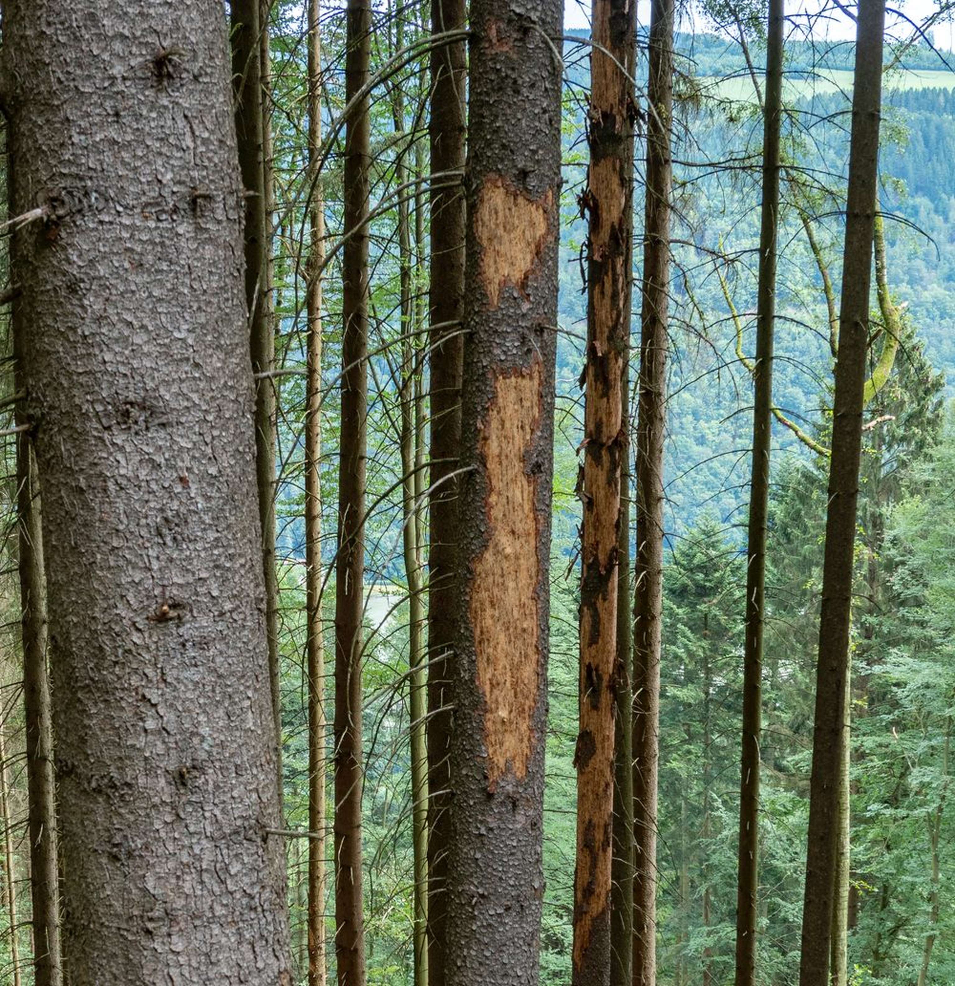 2445 W07 Fichte Kaeferbaum