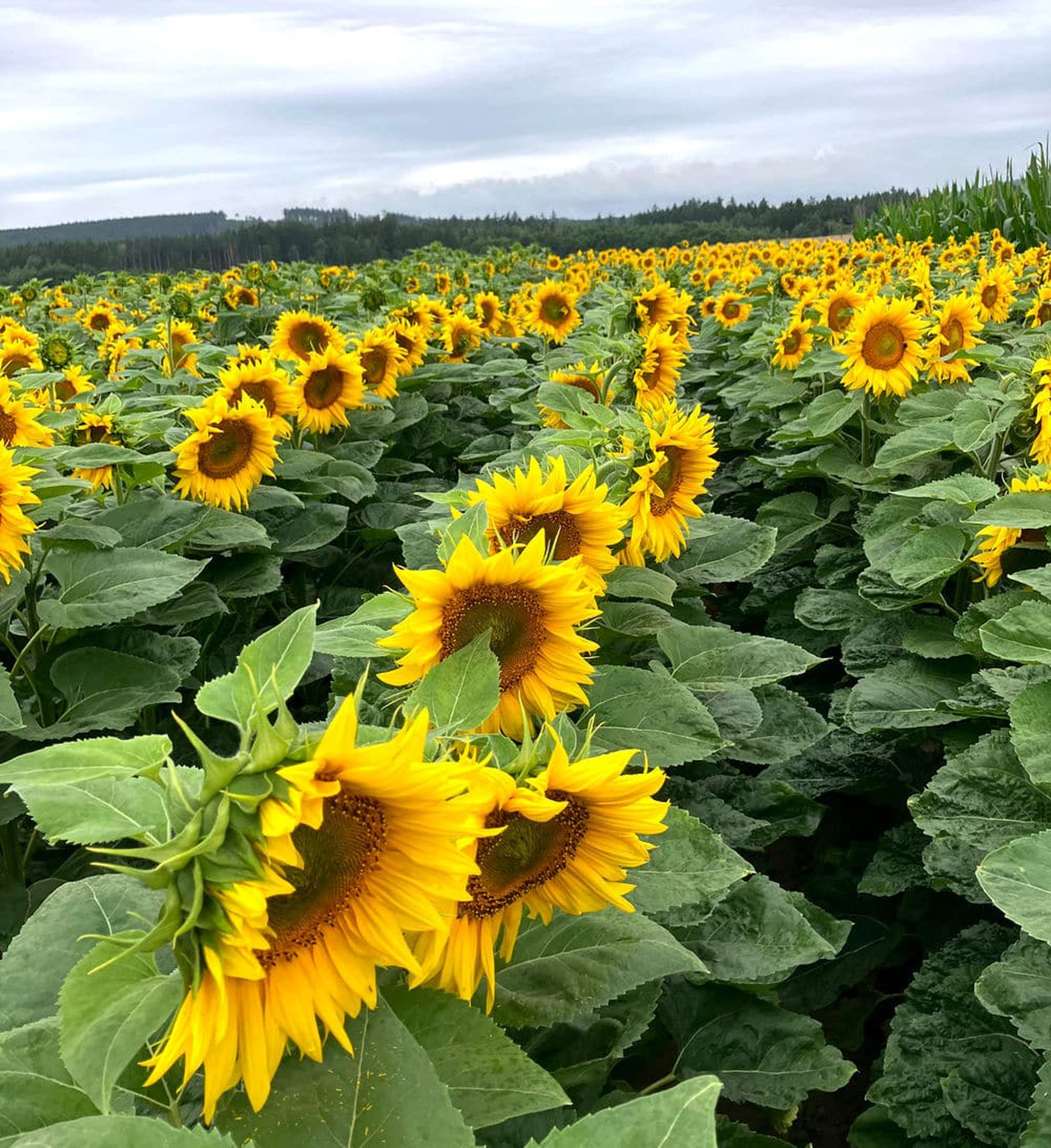 2506 SOBL Schoenfeld W