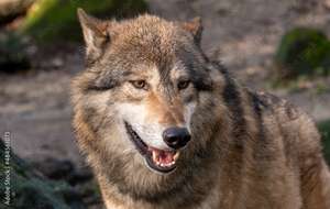 Nahaufnahme eines Wolfes.