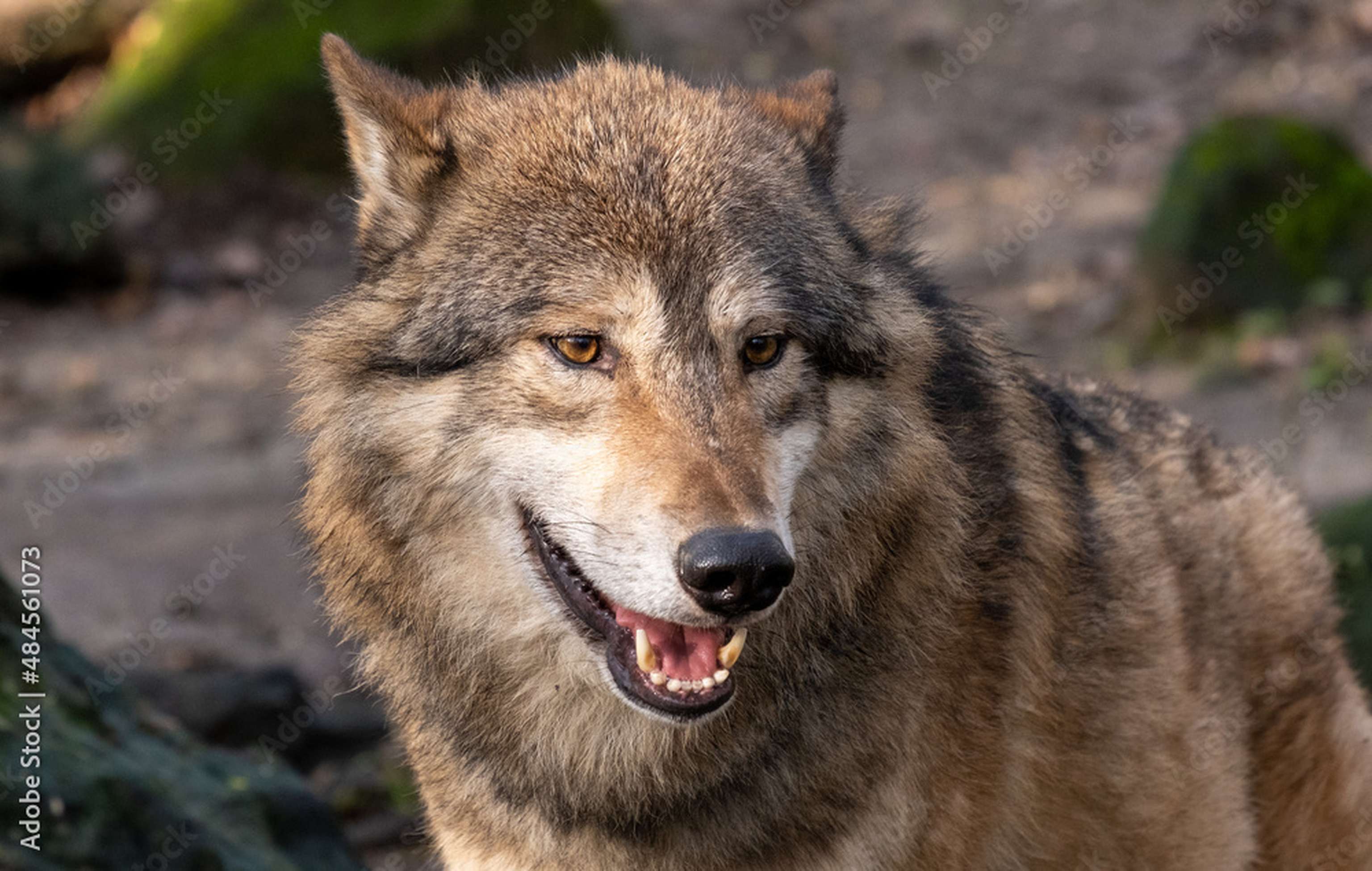Nahaufnahme eines Wolfes.