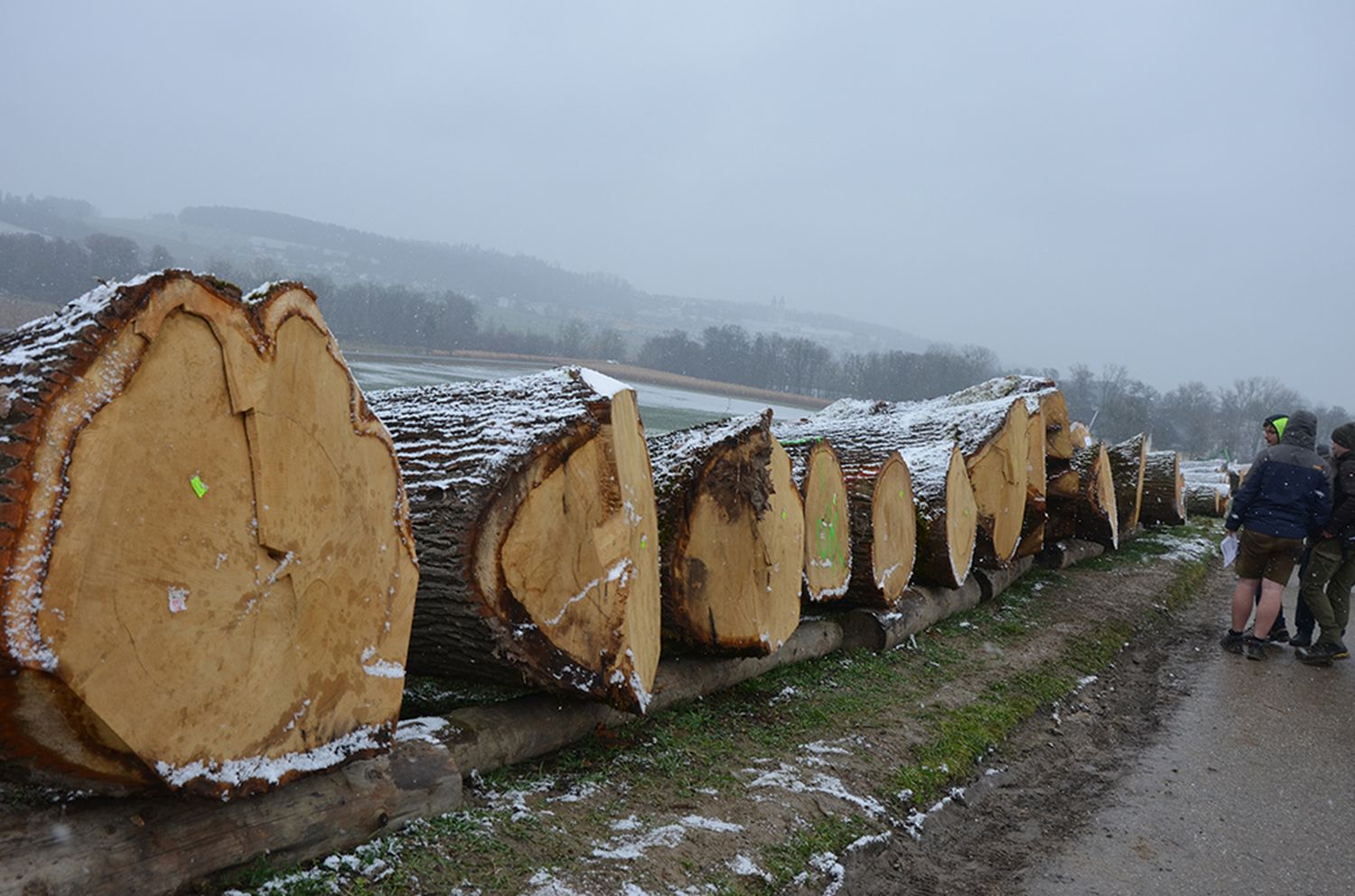 In St. Florian reihten sich die wertvollsten Baumstämme entlang der Güterwege. Die Wertholzsubmission bringt einen Mehrwert für bäuerliche Waldbesitzer und Holzeinkäufer.