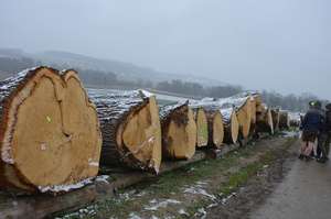 Web Holz