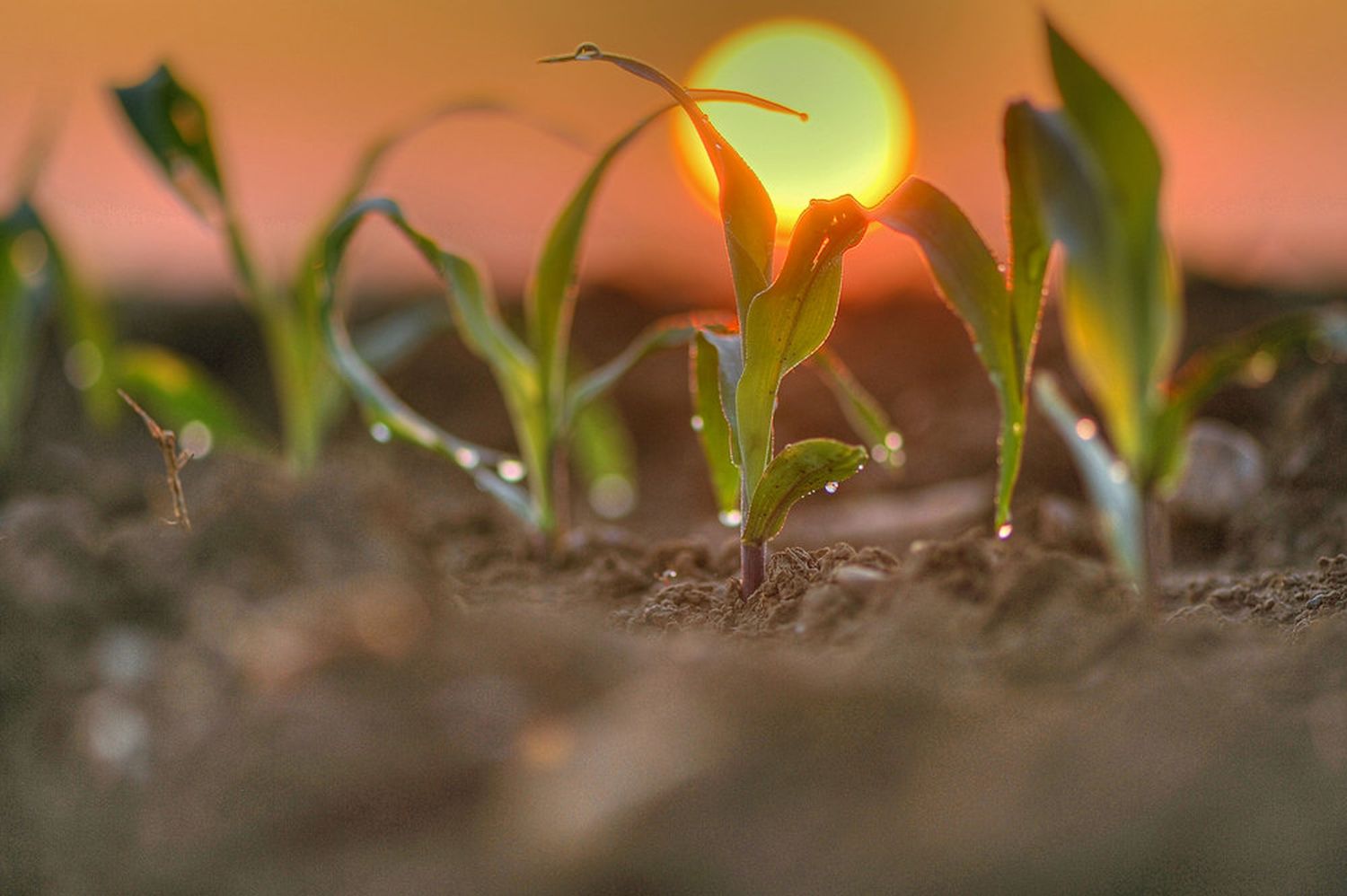 Mais bleibt trotz des bereits hohen Anbauumfangs attraktiv. Für die Saison 2022 steht wieder eine breite Palette an bewährten und neuzugelassenen Sorten zur Verfügung. Die Wertprüfung der Ages unterstützt bei einer nach Standort und Ertragsziel ausgerichteten Sortenwahl.