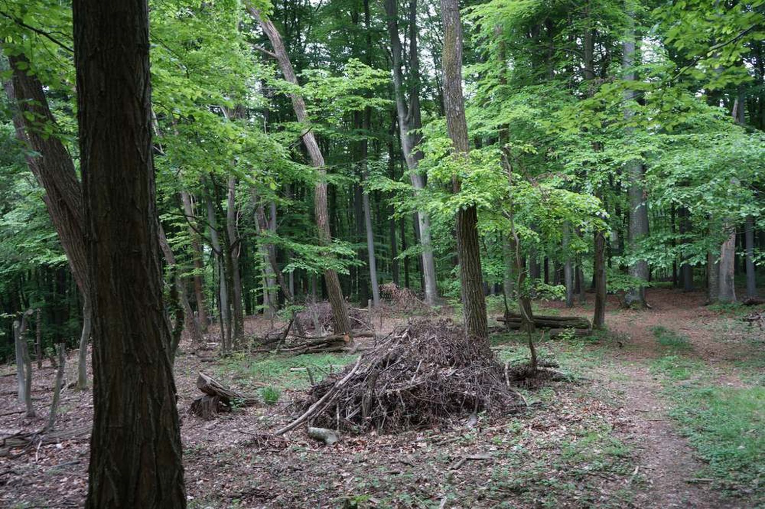 Aufgeräumt wie das Wohnzimmer. Johannes Doppler wirft Totholz, Äste und Laub auf Haufen und hält damit die Laufwege frei.