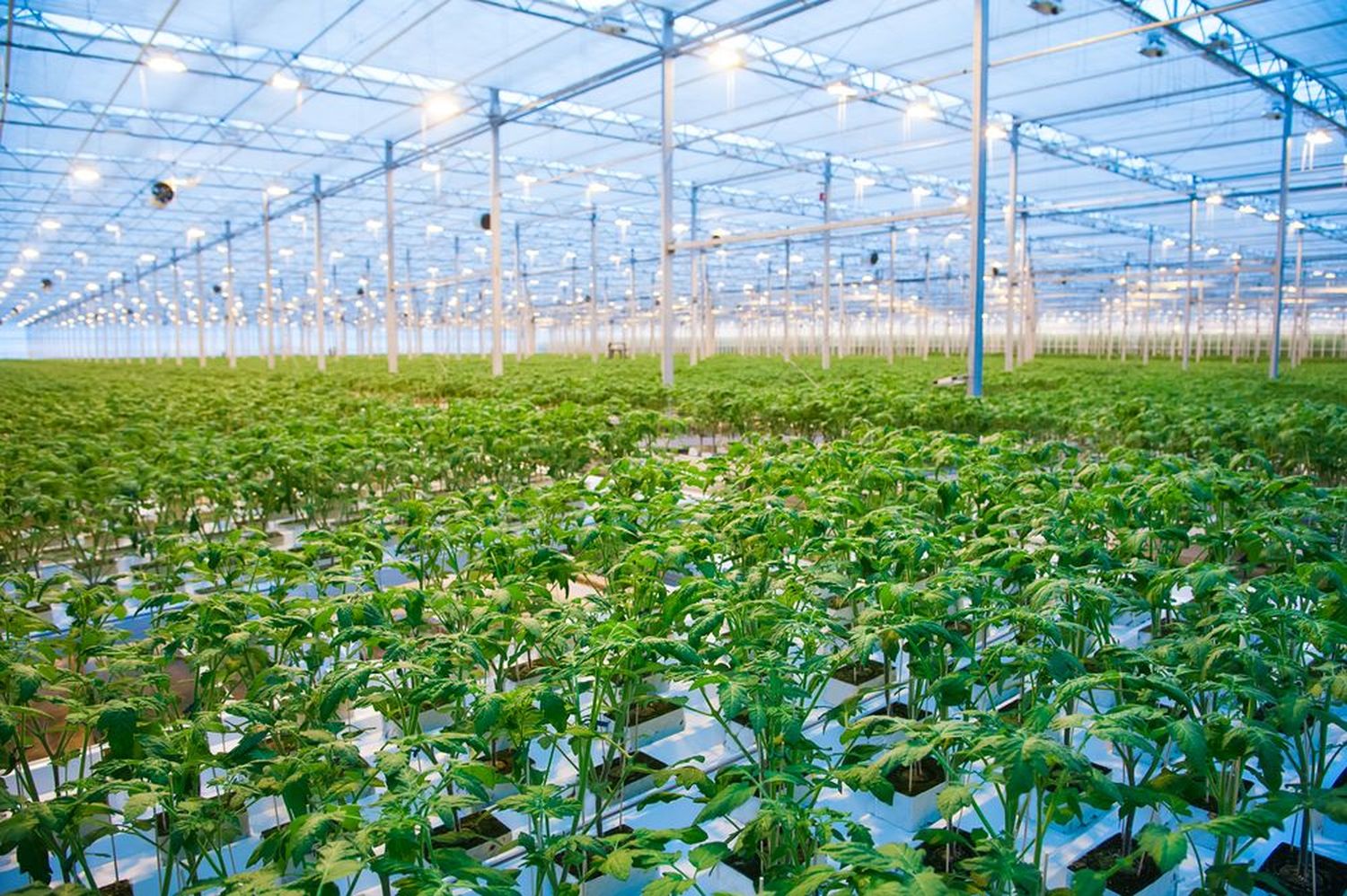 2310 W AdobeStock SGr Tomatenhaus