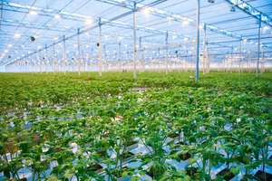2310 W AdobeStock SGr Tomatenhaus