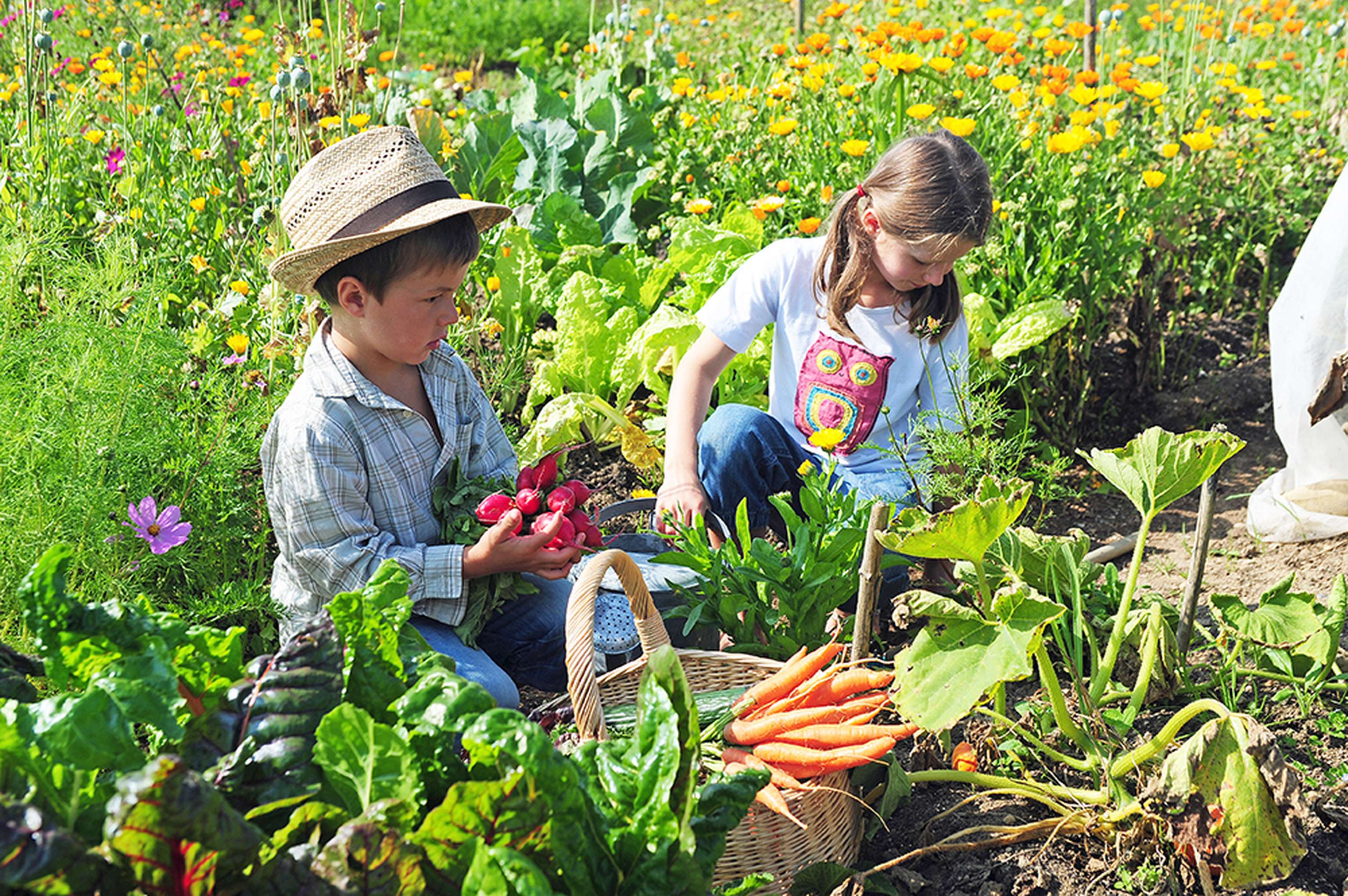 Kinder Ernten Im Garten