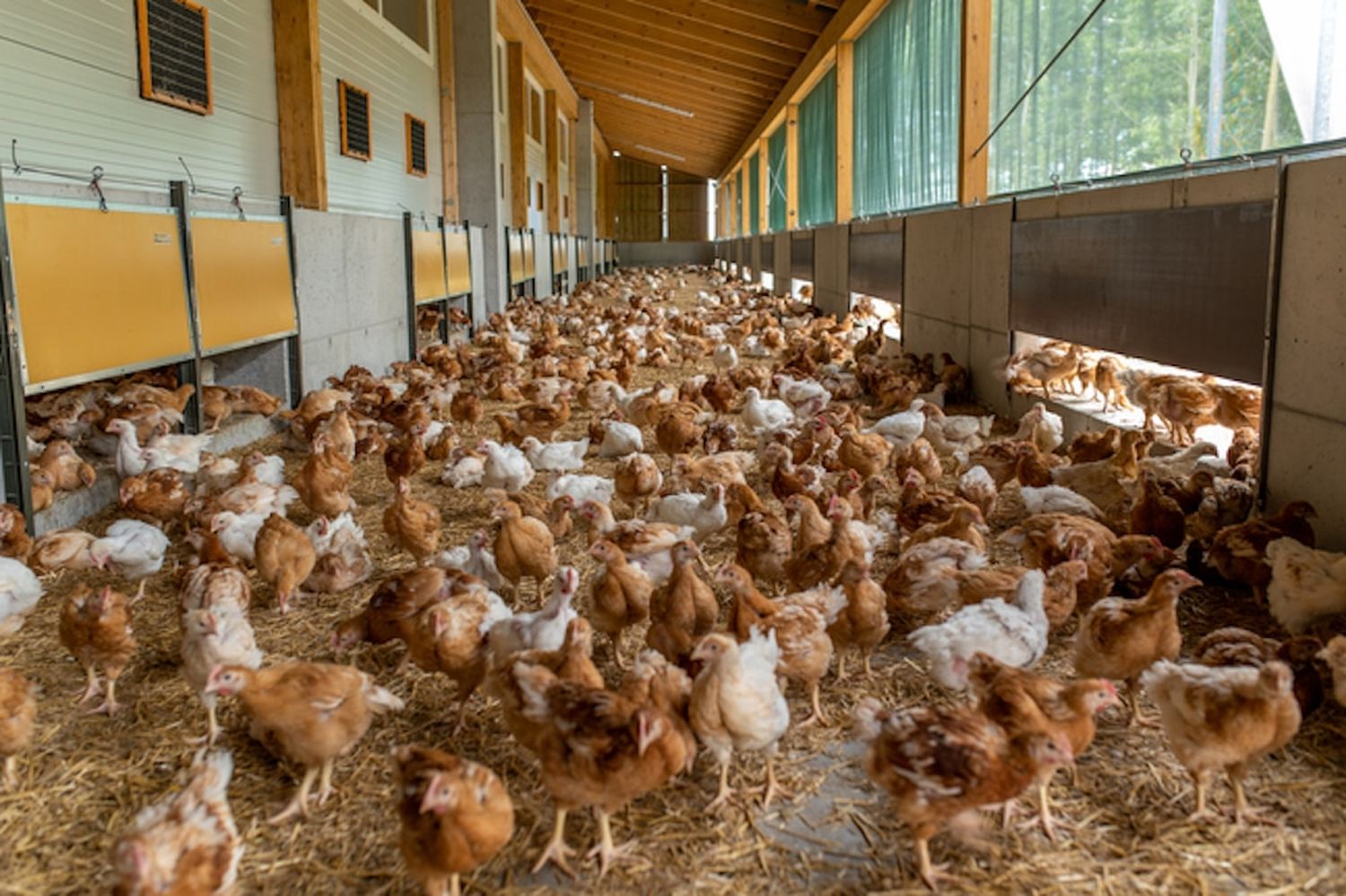 Kontakt zwischen Nutz-Geflügel und Wildtieren sollte vermieden werden.