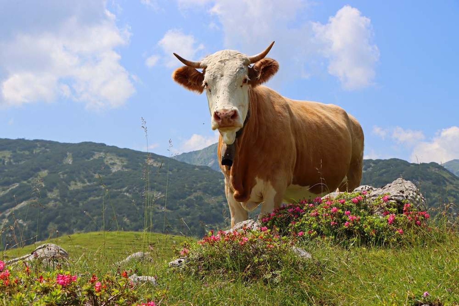 W AlpenGipfelEuropa2022 Eschenloher Kuhalm