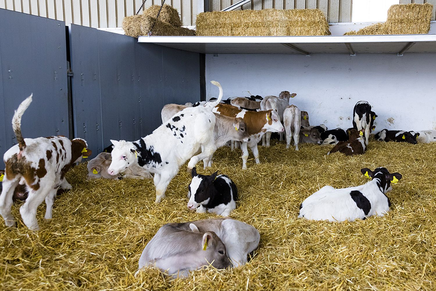 Die Produktion von heimischem Kalbfleisch soll in Österreich kontinuierlich ausgebaut werden.