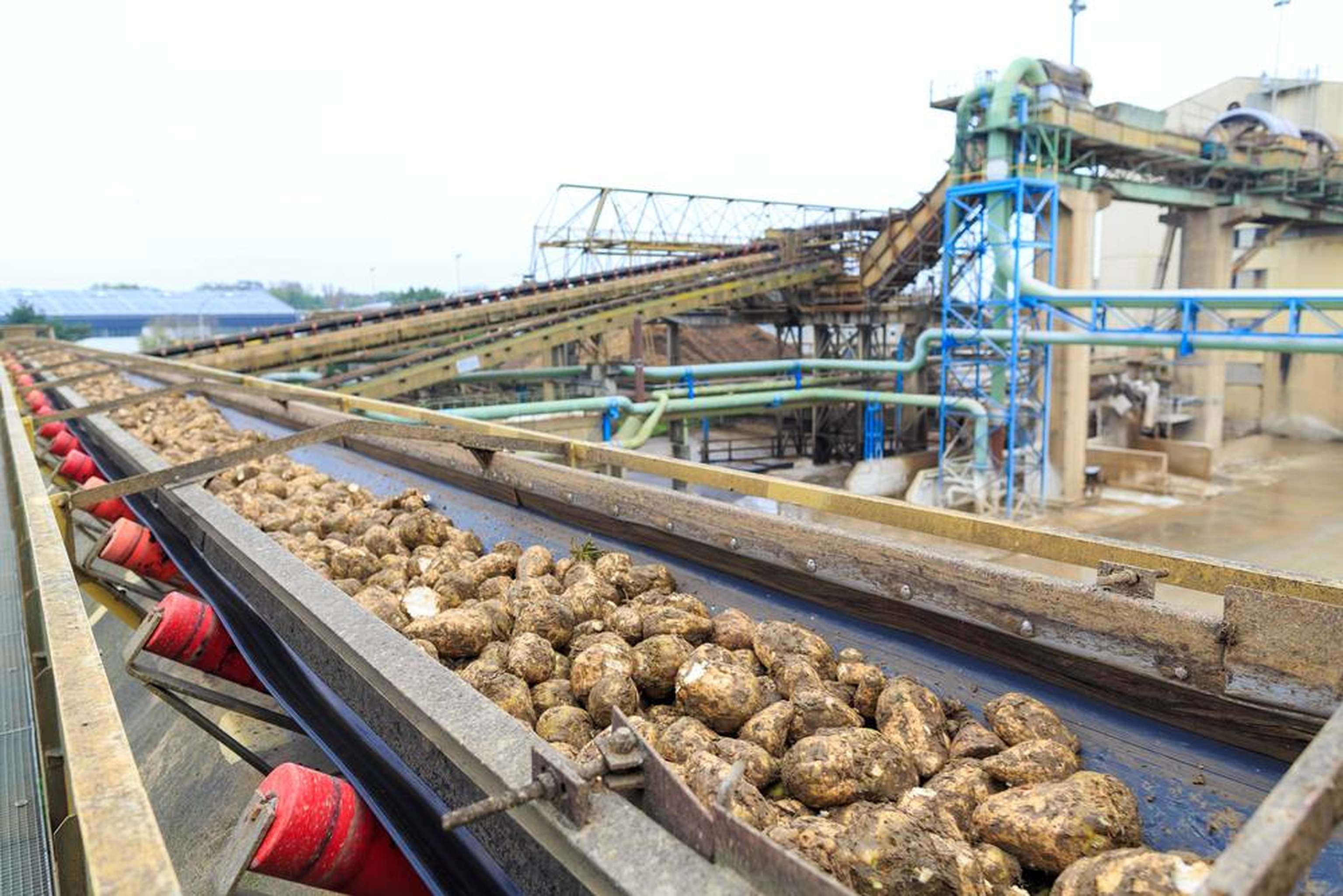 W Zuckerruebenkampagne1 AGRANA