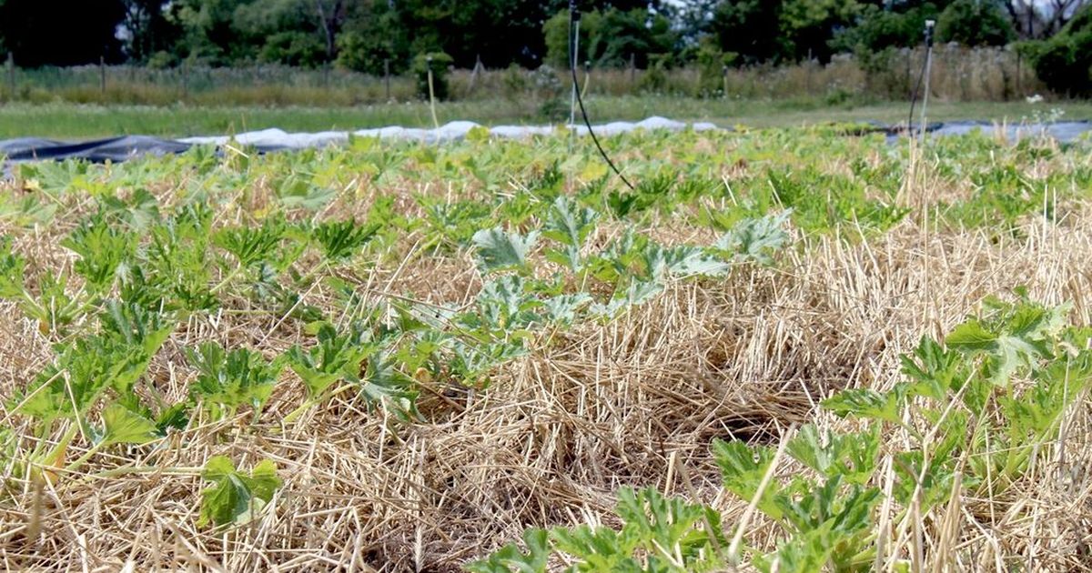 saatgut kichererbsen Kichererbsen Bio-Keimsaat, 500 g  Eschenfelder