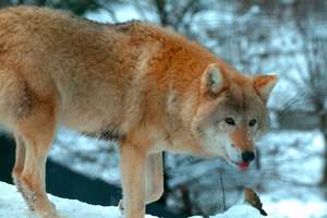 Schnellere Einstufung als „Risikowolf“.