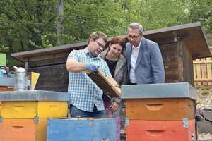 Web Begutachtung Bienen