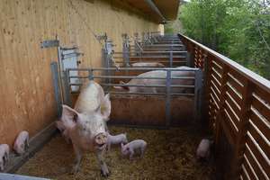 Schweine