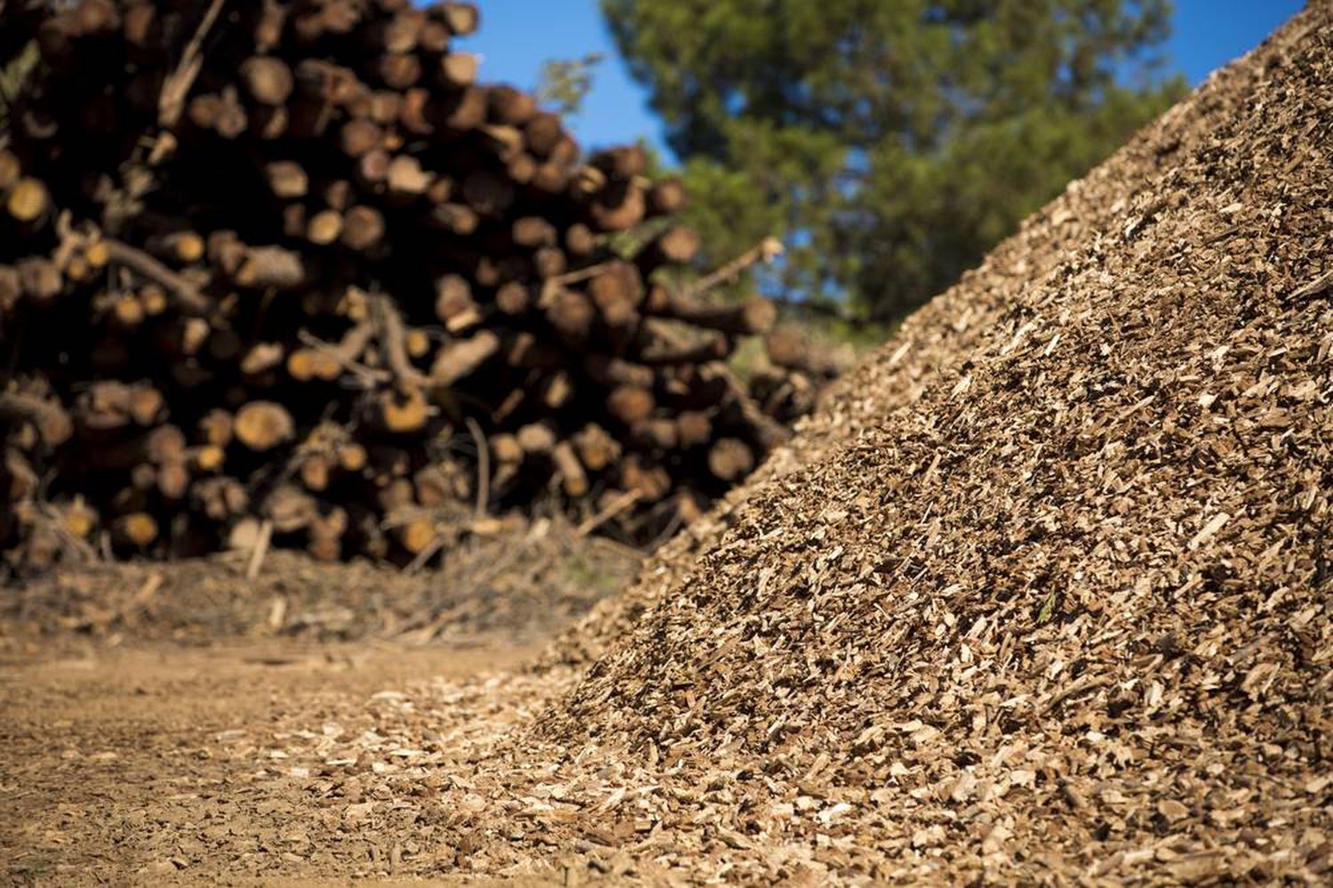 Biomass Background