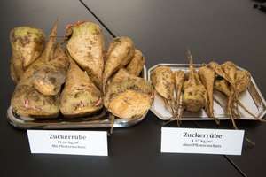 W210423 Zuckerruebe Igp