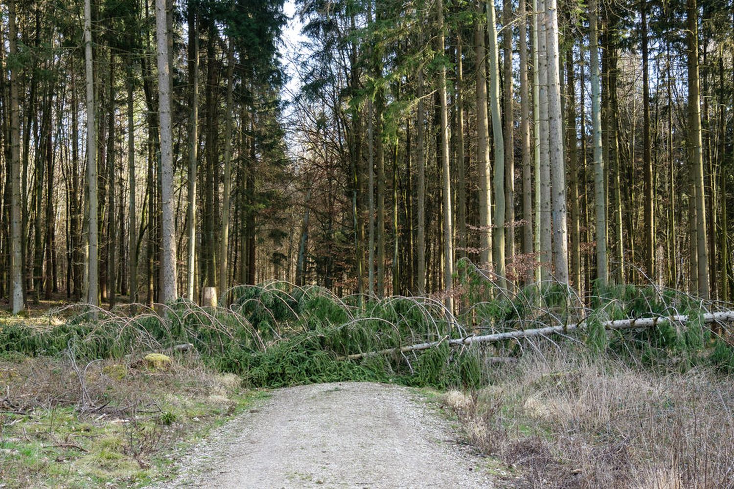 W Windwurf AdobeStock GuntarFeldmann