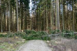 W Windwurf AdobeStock GuntarFeldmann