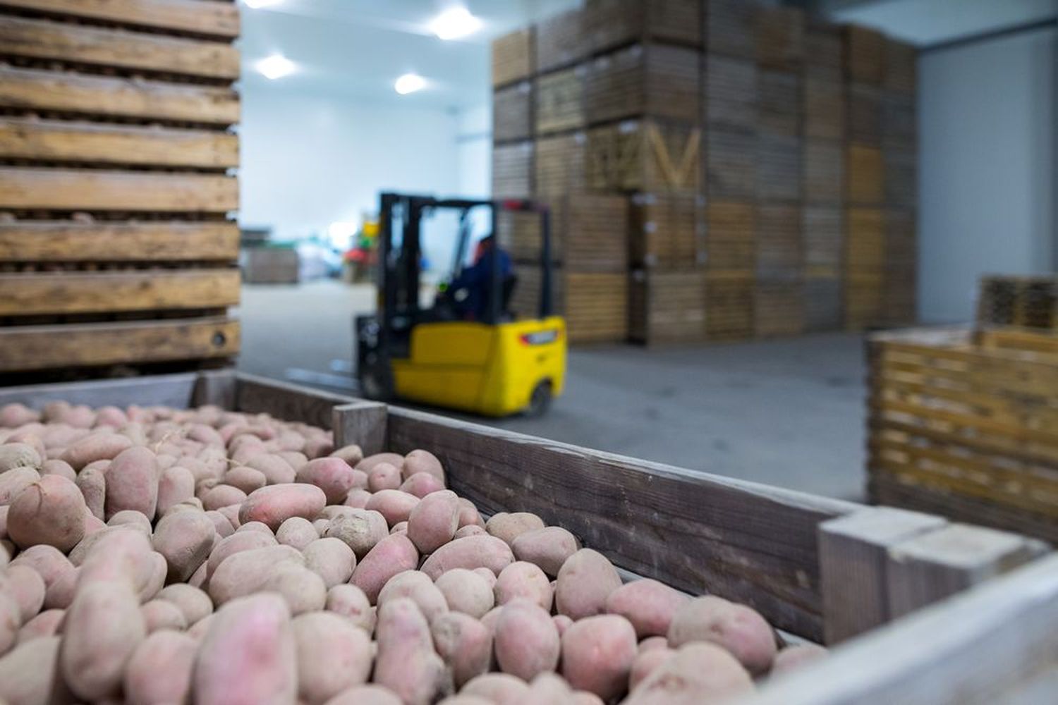 Die Druckbelüftung offener Großkisten sichert die Qualität der Kartoffeln über längere Zeiträume.