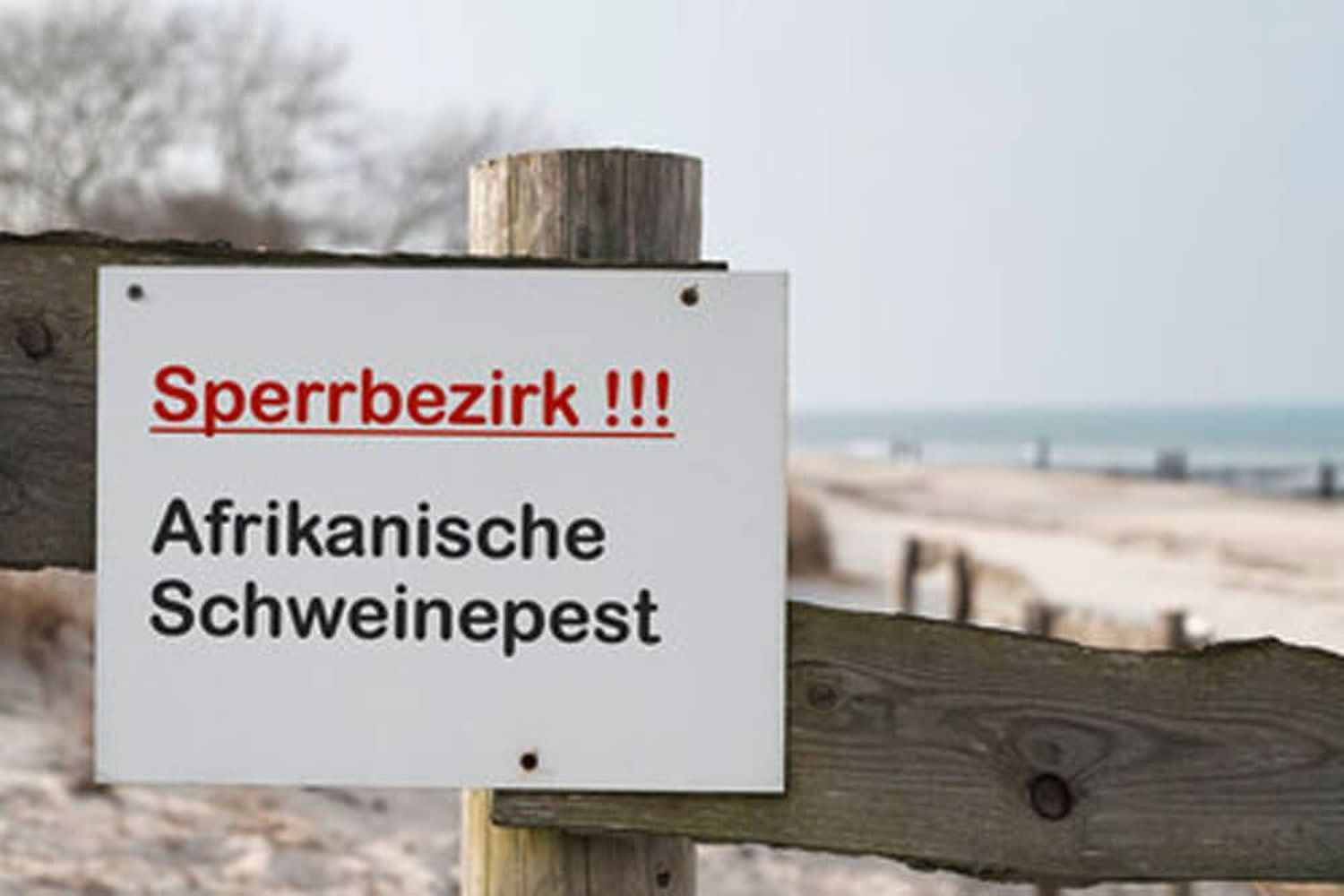 Auch bei der Afrikanischen Schweinepest ist Prävention ganz entscheidend.
