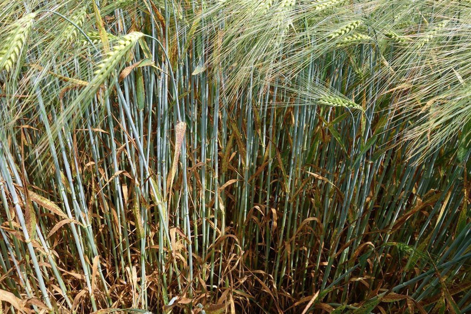 2341 W01 Ramularia BASF