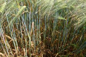 2341 W01 Ramularia BASF