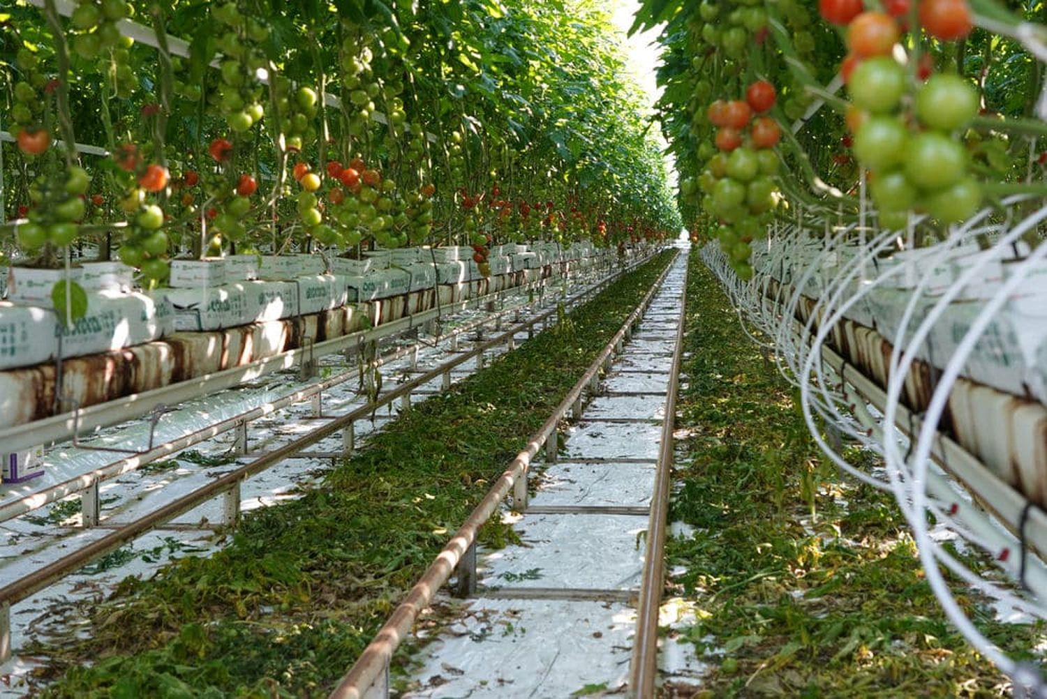 250404 Tomatenkultur C Maad