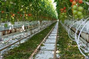 250404 Tomatenkultur C Maad