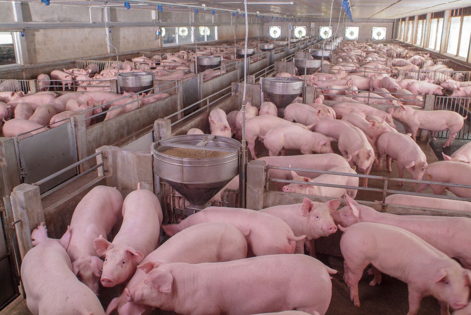 Massive Produktionsausweitungen und ein Exportstopp nach Asien haben zu einem Preisverfall am EU-Schweinemarkt geführt.