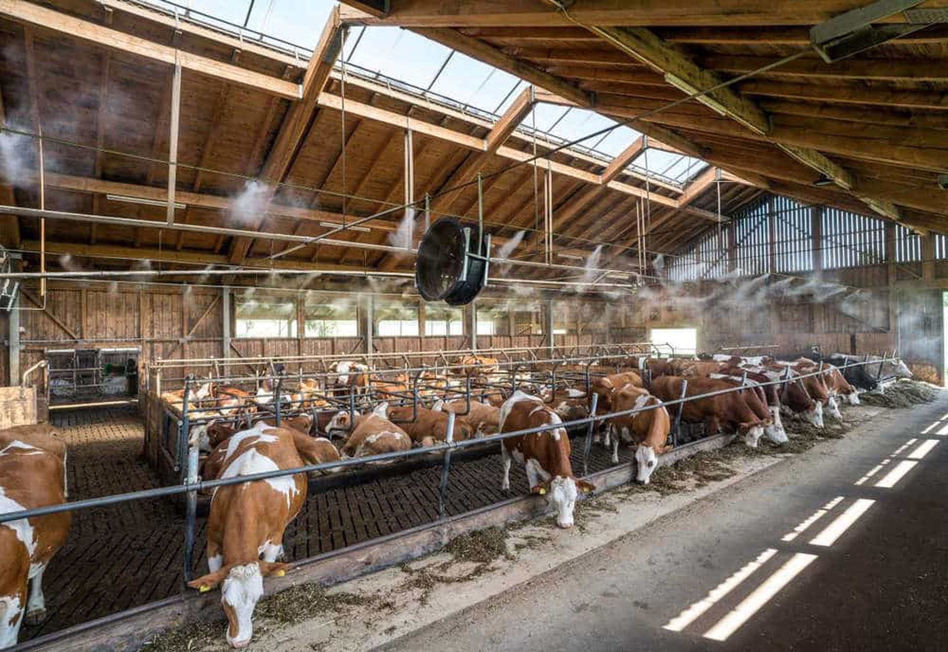 2420 0601 06 Lueftung Kuhstall