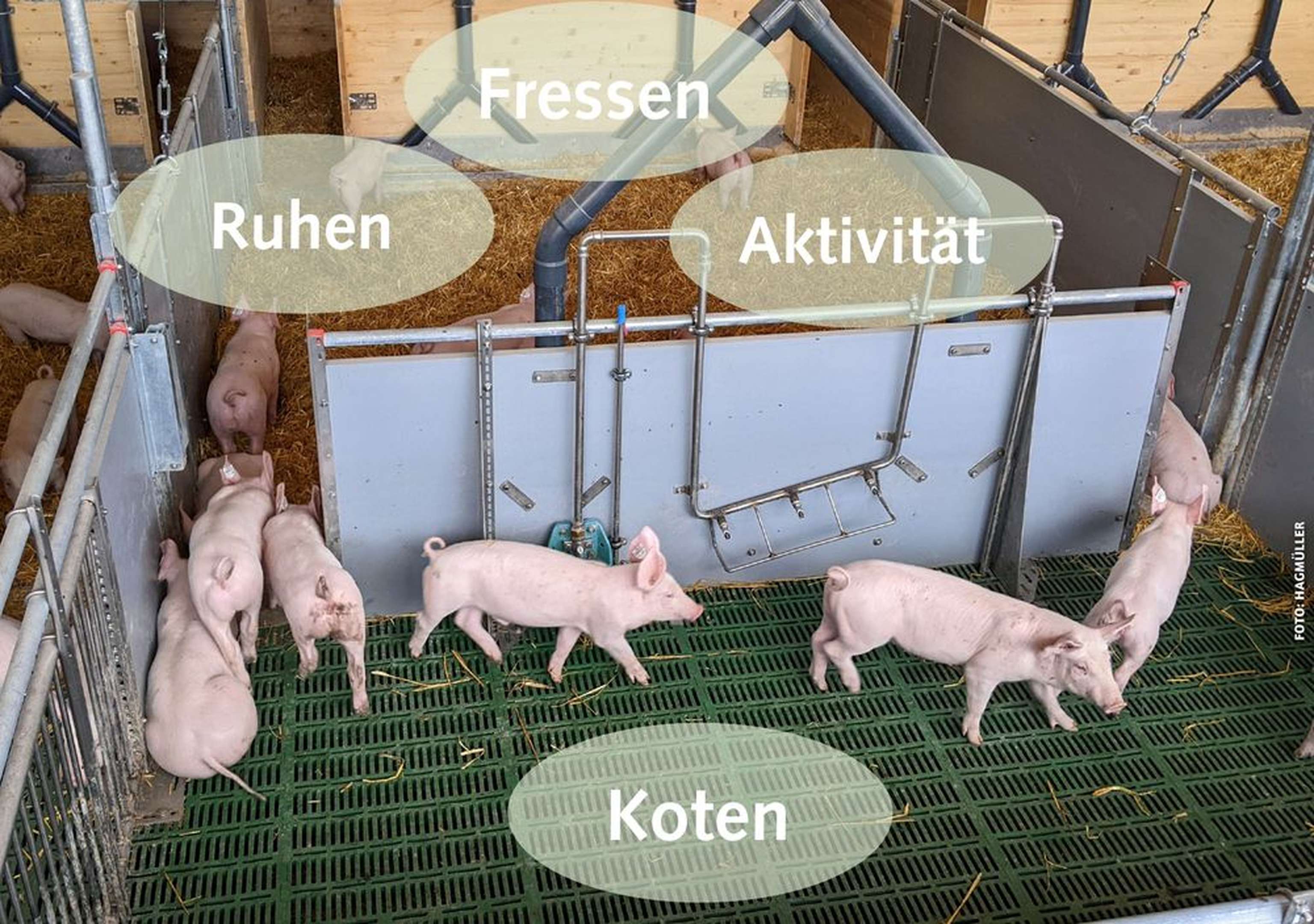 2350 06 Hagmueller01