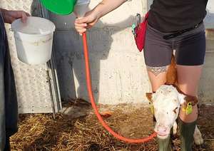 2445 W01 Kol Drench Kritzinger Vetinfo