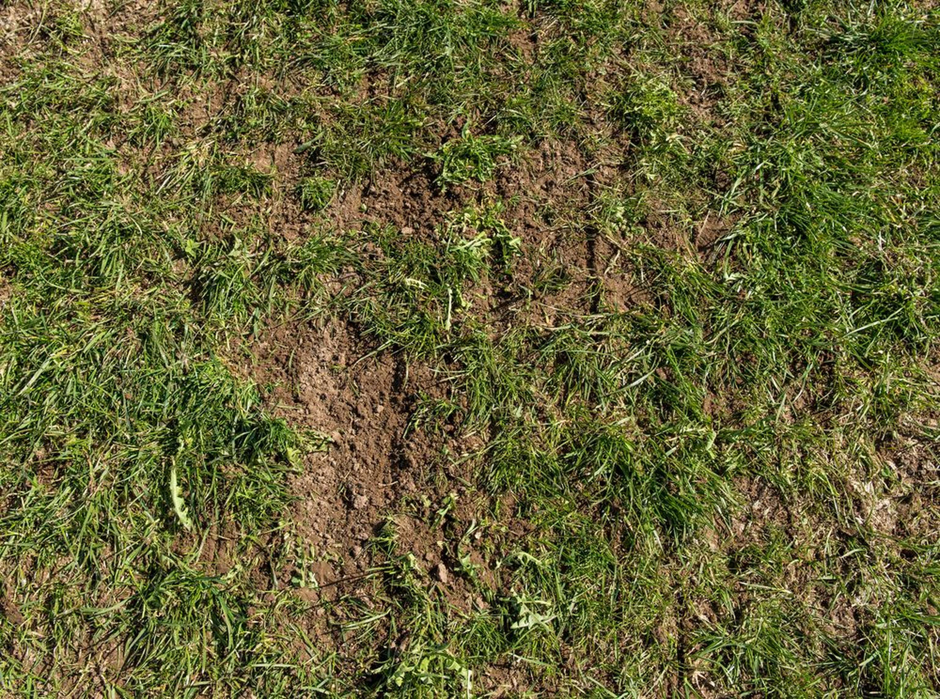 Nachgesaete Dauerwiese W Agrarfoto