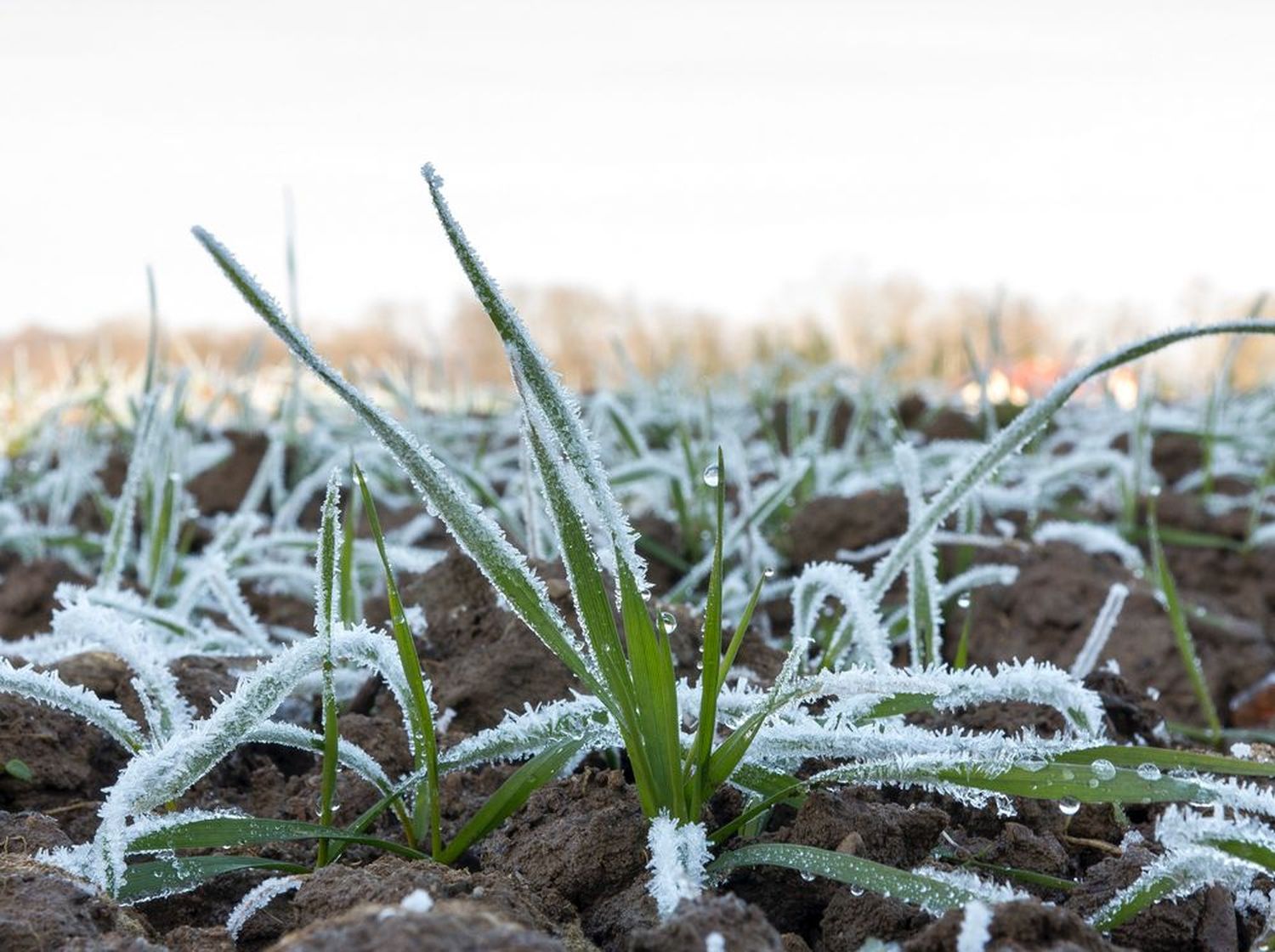 2308 W Weizen Frost