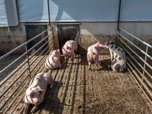 2305 W01Pigport