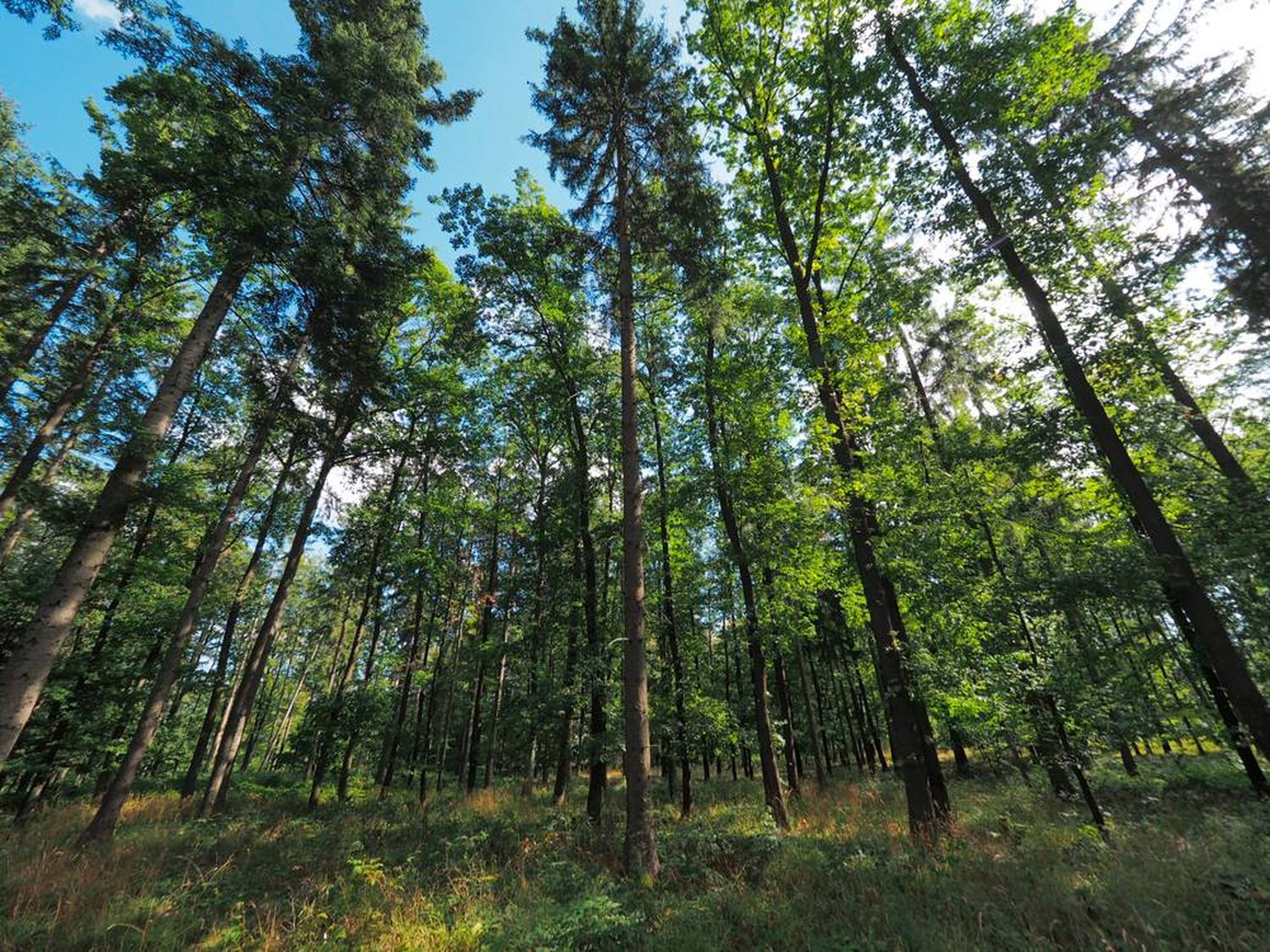 201211 Wald NOE Hm