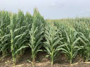 F W BAYER Short Corn