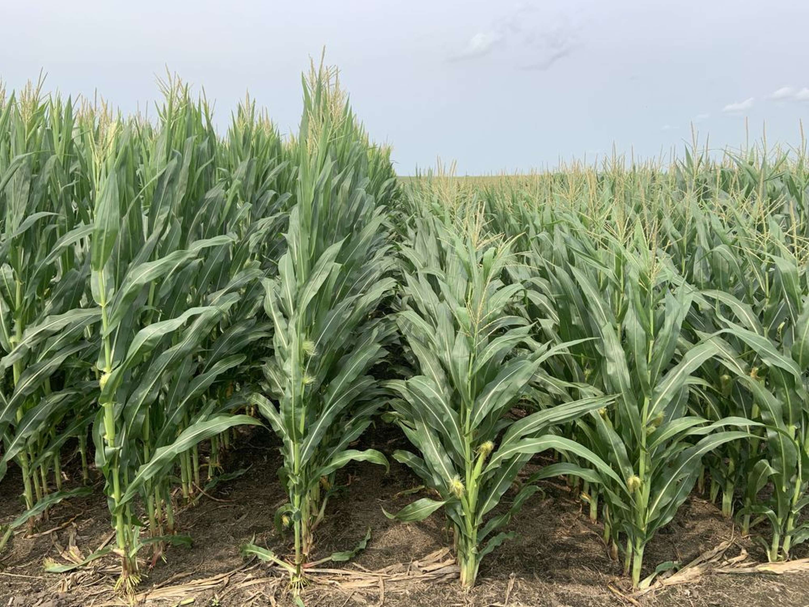 F W BAYER Short Corn