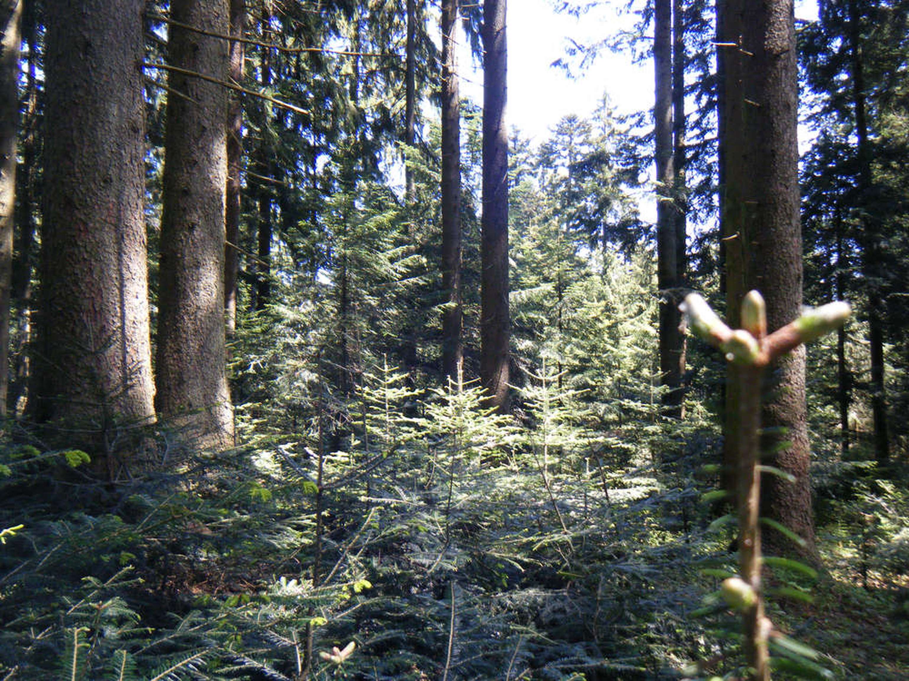 2241 W Plenterwald Moeggers