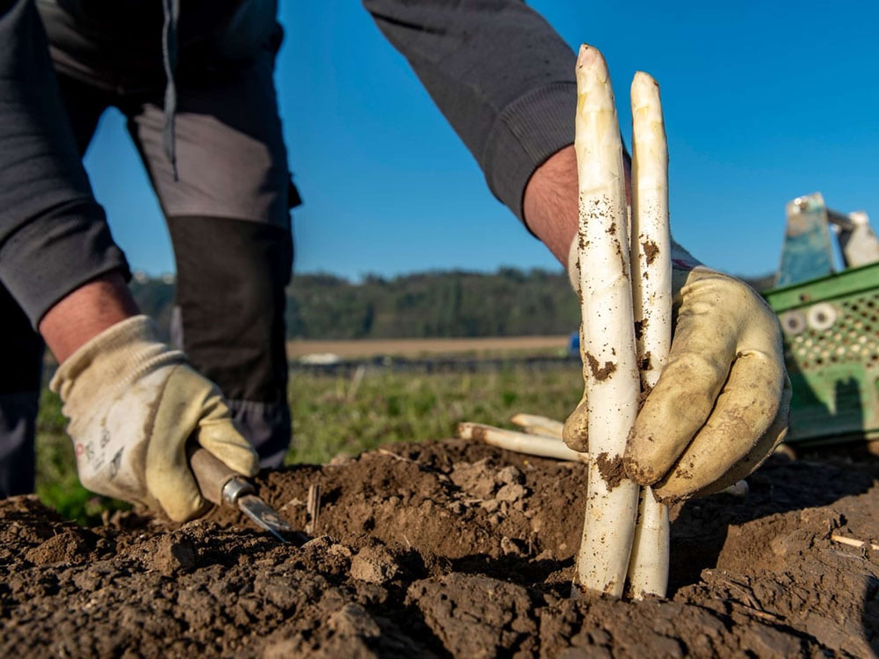 Spargel Ernten 13 ID90214