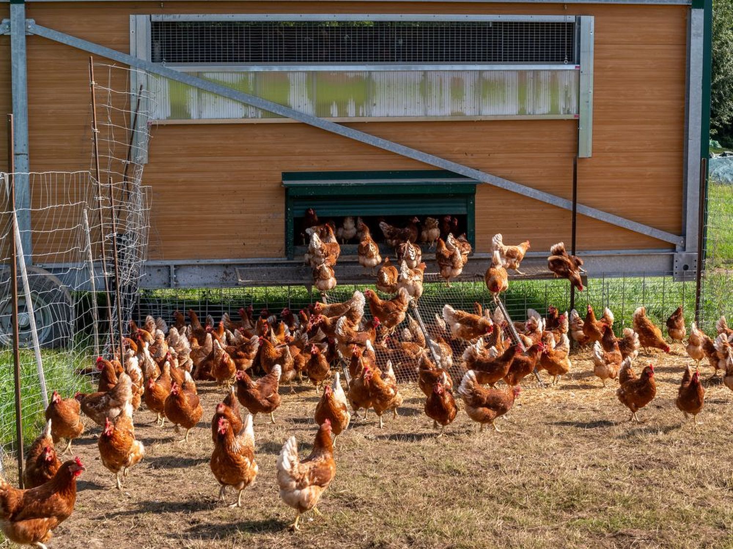 Die Stallpflicht ist zu Ende. Allerdings ist ein möglicher Kontakt mit Wildvögeln weiterhin durch geeignete Maßnahmen zu unterbinden.