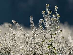 Web Abgefrostete Zwischenfrucht 17 ID93206