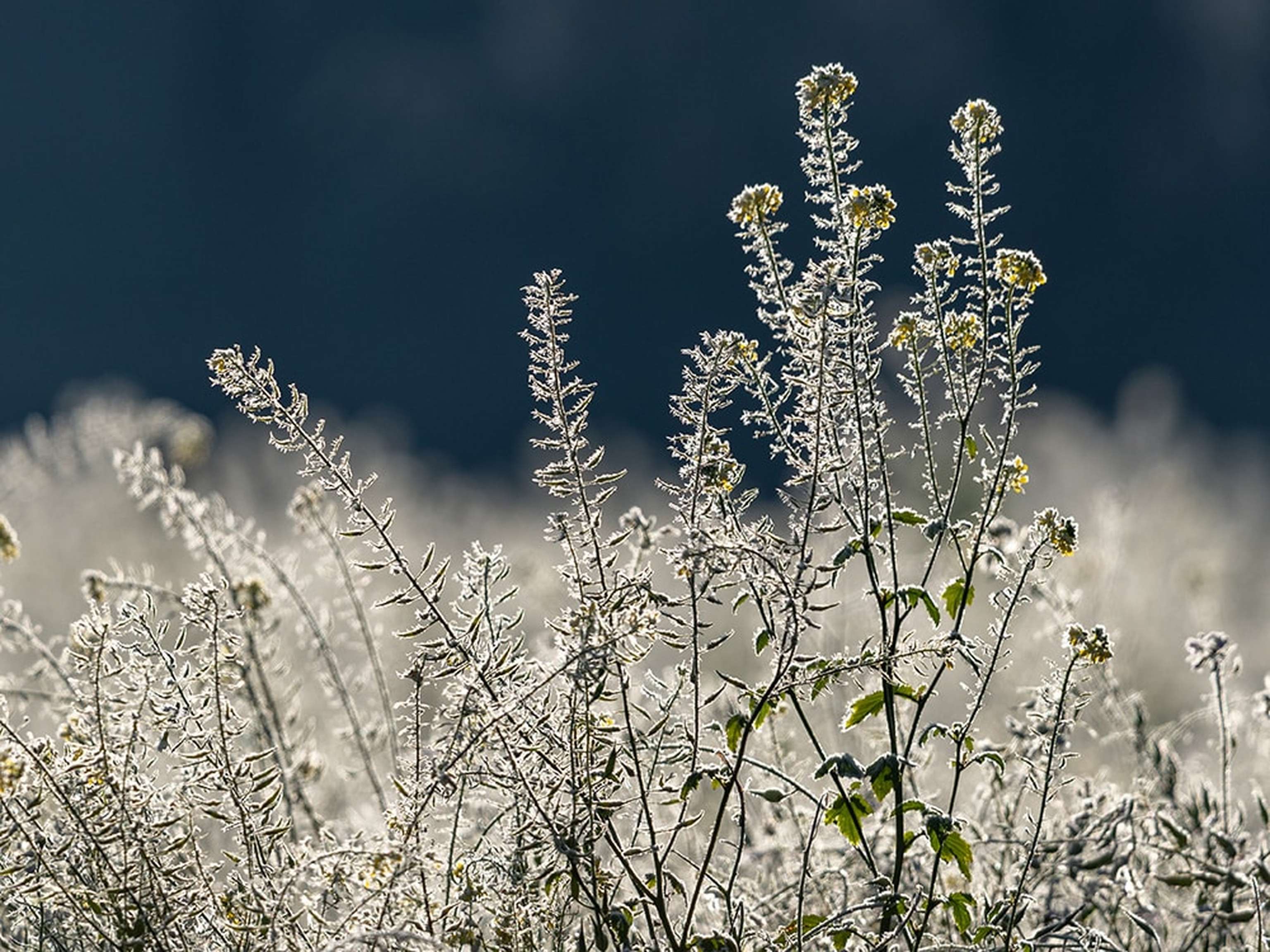 Web Abgefrostete Zwischenfrucht 17 ID93206