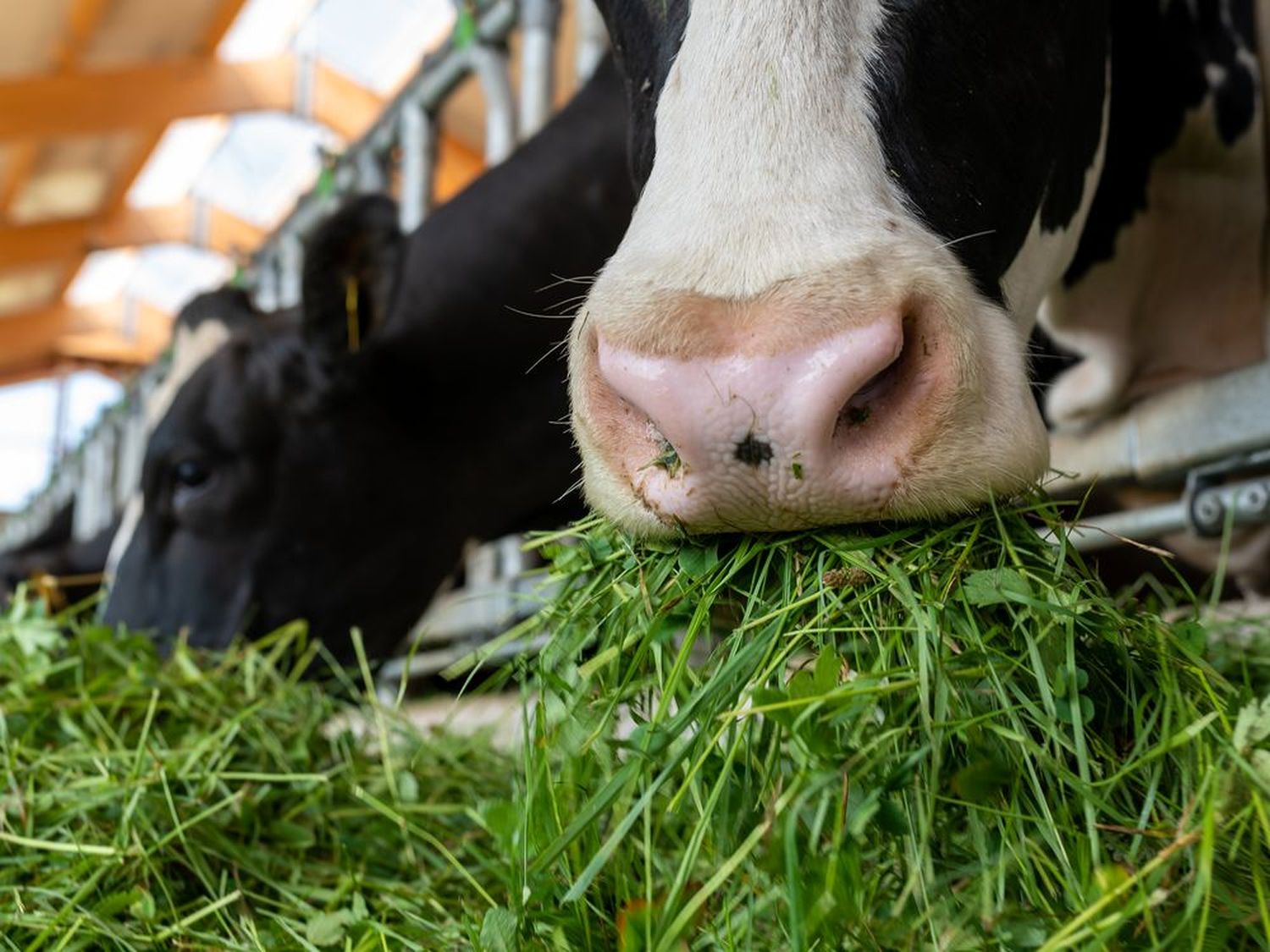Wiederkäuer verwerten Gras zu hochwertigen Nahrungsmitteln, mit Vorteilen für für Klima und Umwelt.