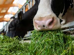 2303 W01 Holstein Gruenfutter
