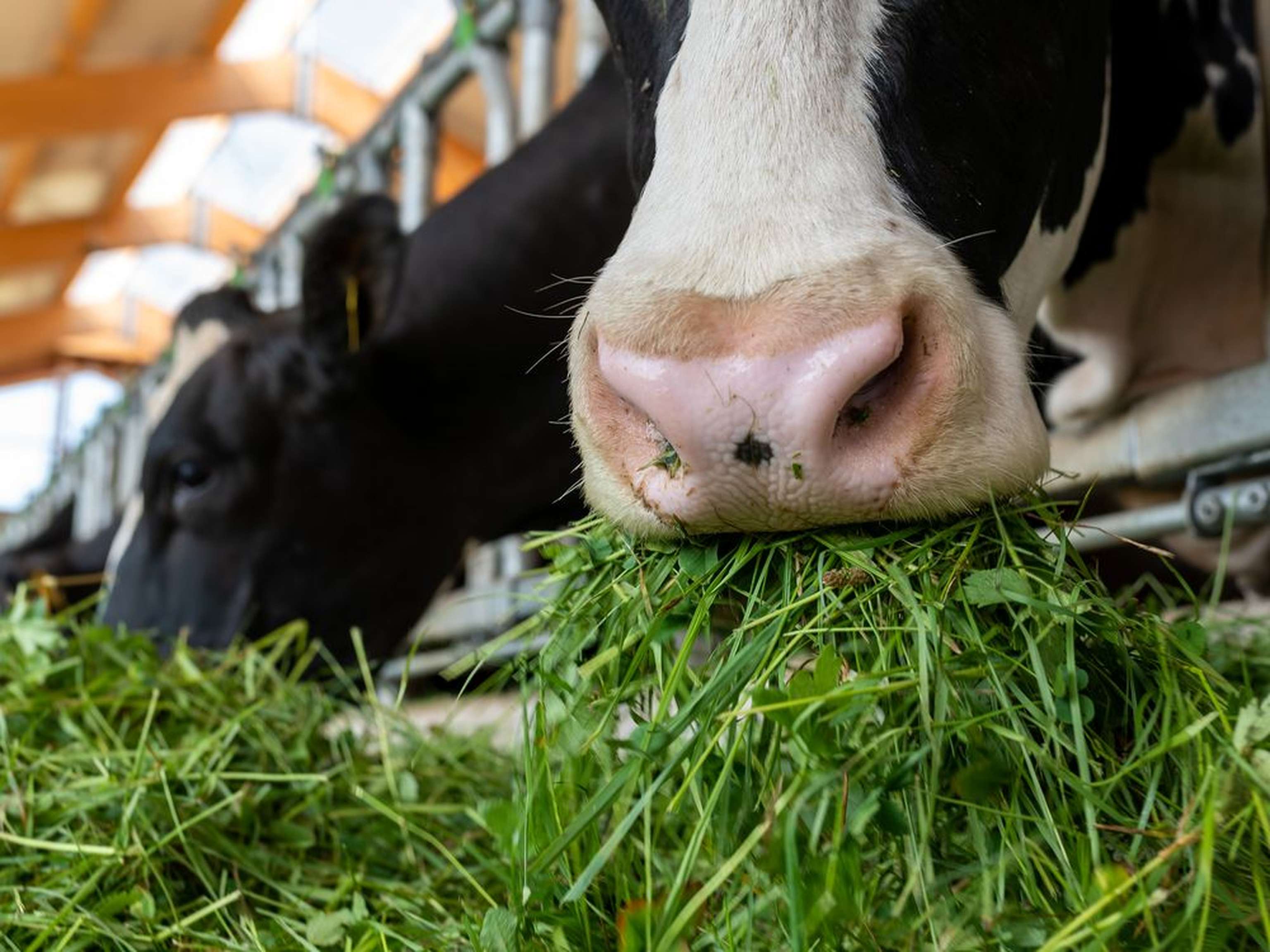 2303 W01 Holstein Gruenfutter