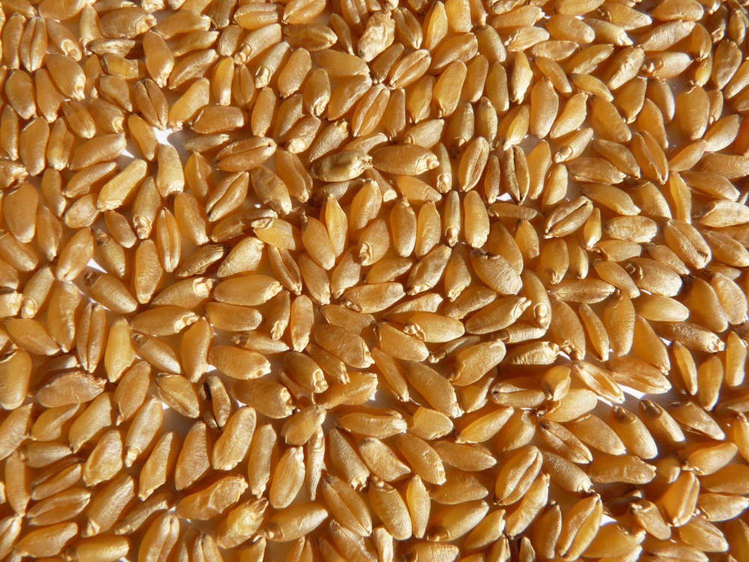 Bei Hartweizen sind glasige Körner gefordert. Das erfodert gesundgehaltene Bestände und trockene Witterung in der Abreife.