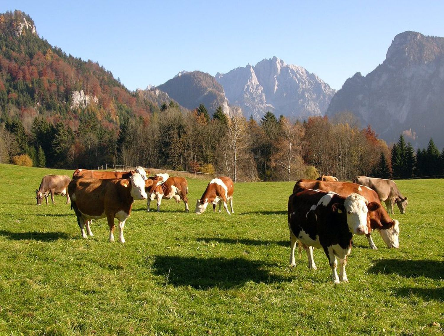 Die passende Weideform für die Herbstweide ist die Standweide. Der verringerte Besatz schon die Grasnarbe.