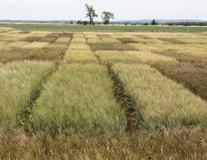 2237 W Durum Parzellen